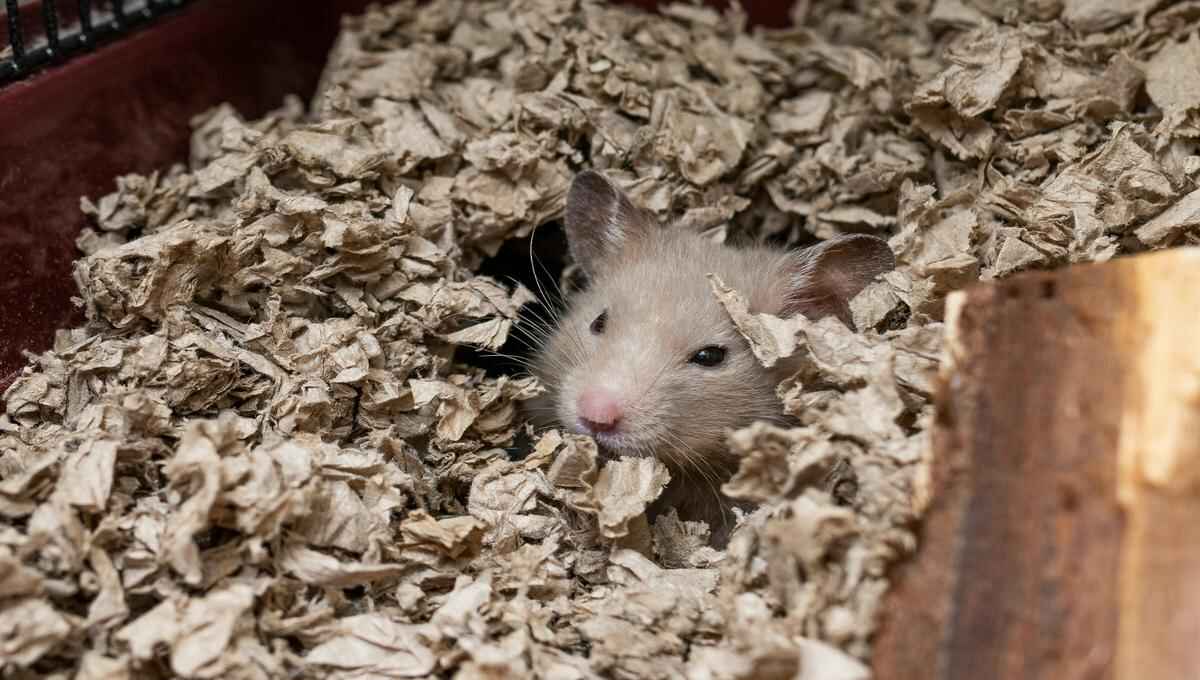 Does Spray Foam Insulation Keep Mice Out