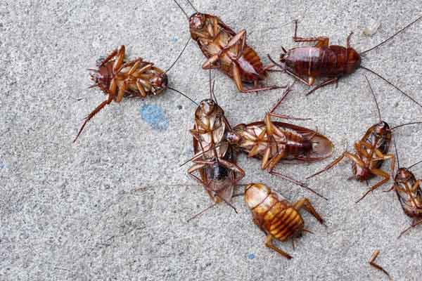 Effective Insulation for Pest Control