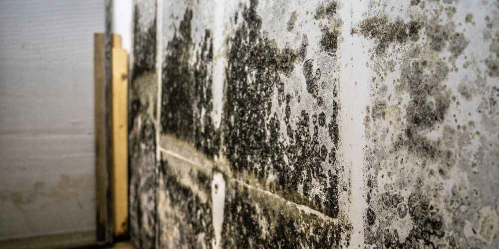 Signs You May Have Mold in Your Crawlspace