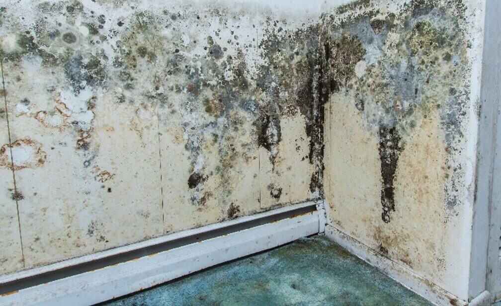 What Does Mold Growth Typically Look Like