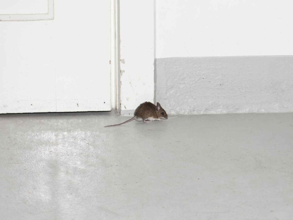 spray foam keep mice out