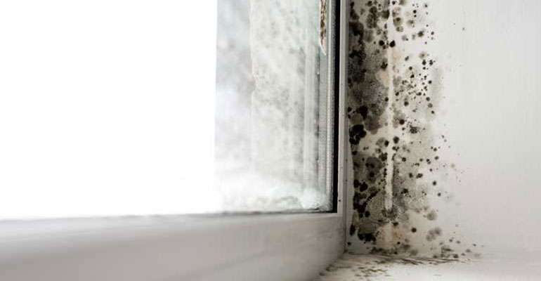 Why Does Mold and Damp Form